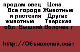  продам овец › Цена ­ 100 - Все города Животные и растения » Другие животные   . Тверская обл.,Вышний Волочек г.